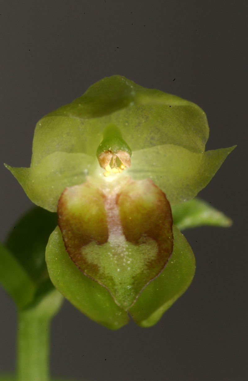 Acianthus saxatilis photo 8