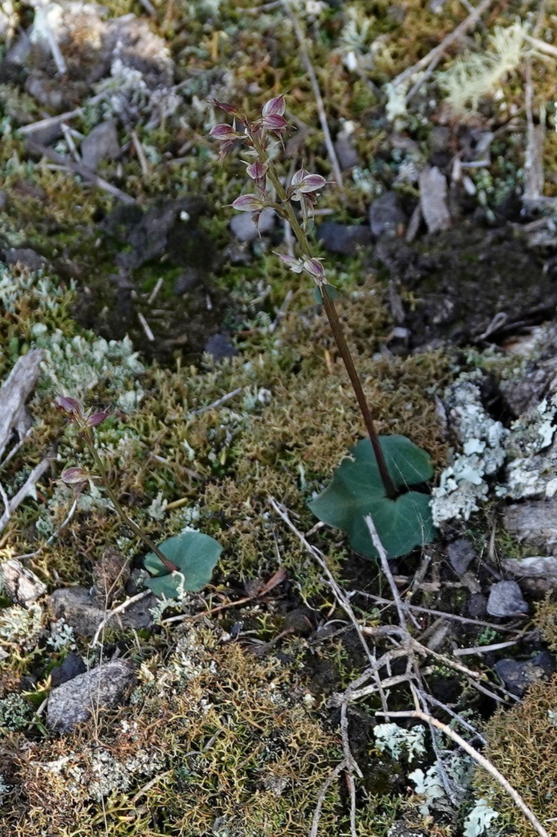 Acianthus scopulus photo 4