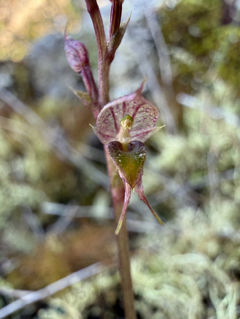 Acianthus scopulus photo 5