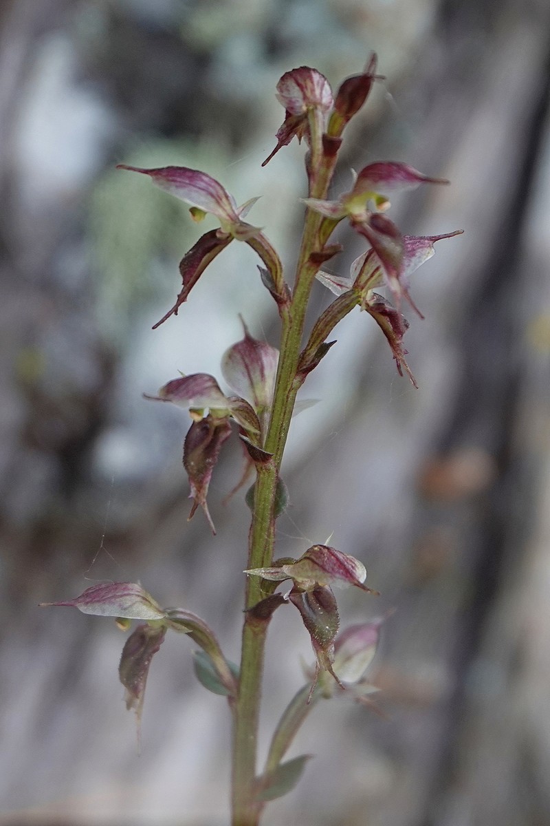 Acianthus scopulus photo 6