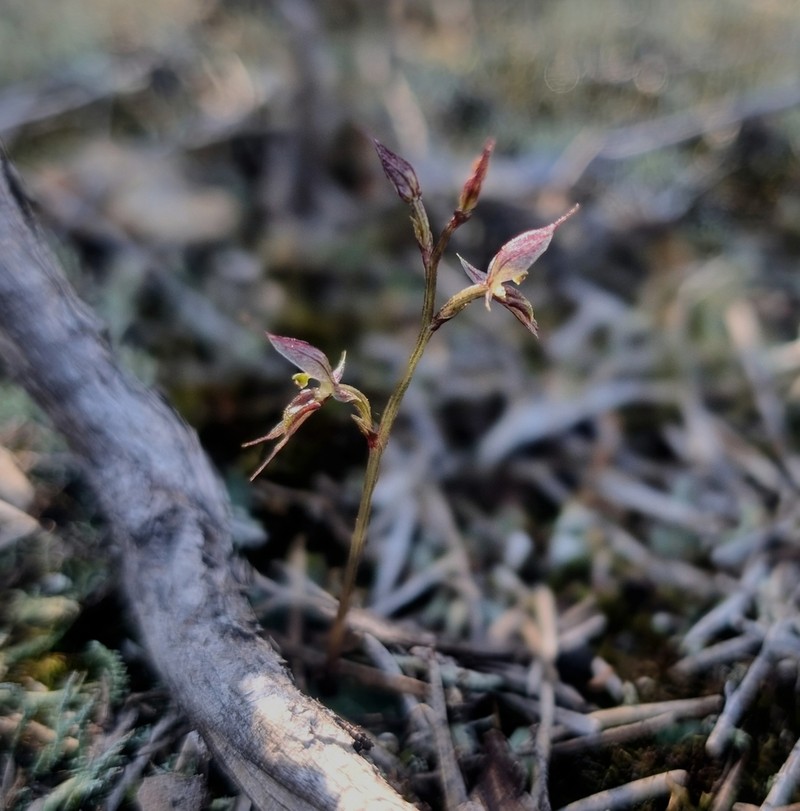 Acianthus scopulus photo 2
