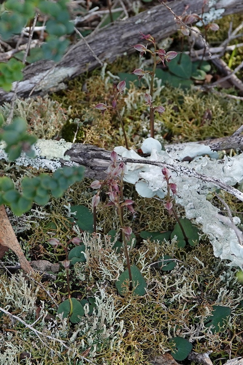Acianthus scopulus photo 3