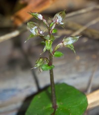 Acianthus sinclairii