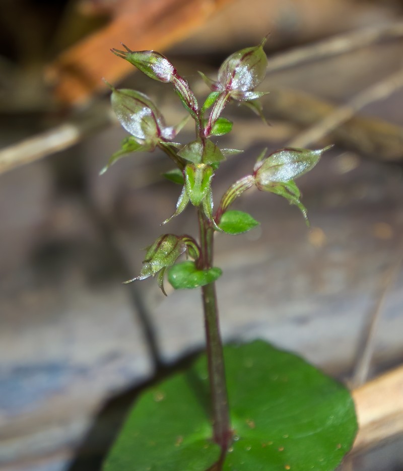 Acianthus sinclairii
