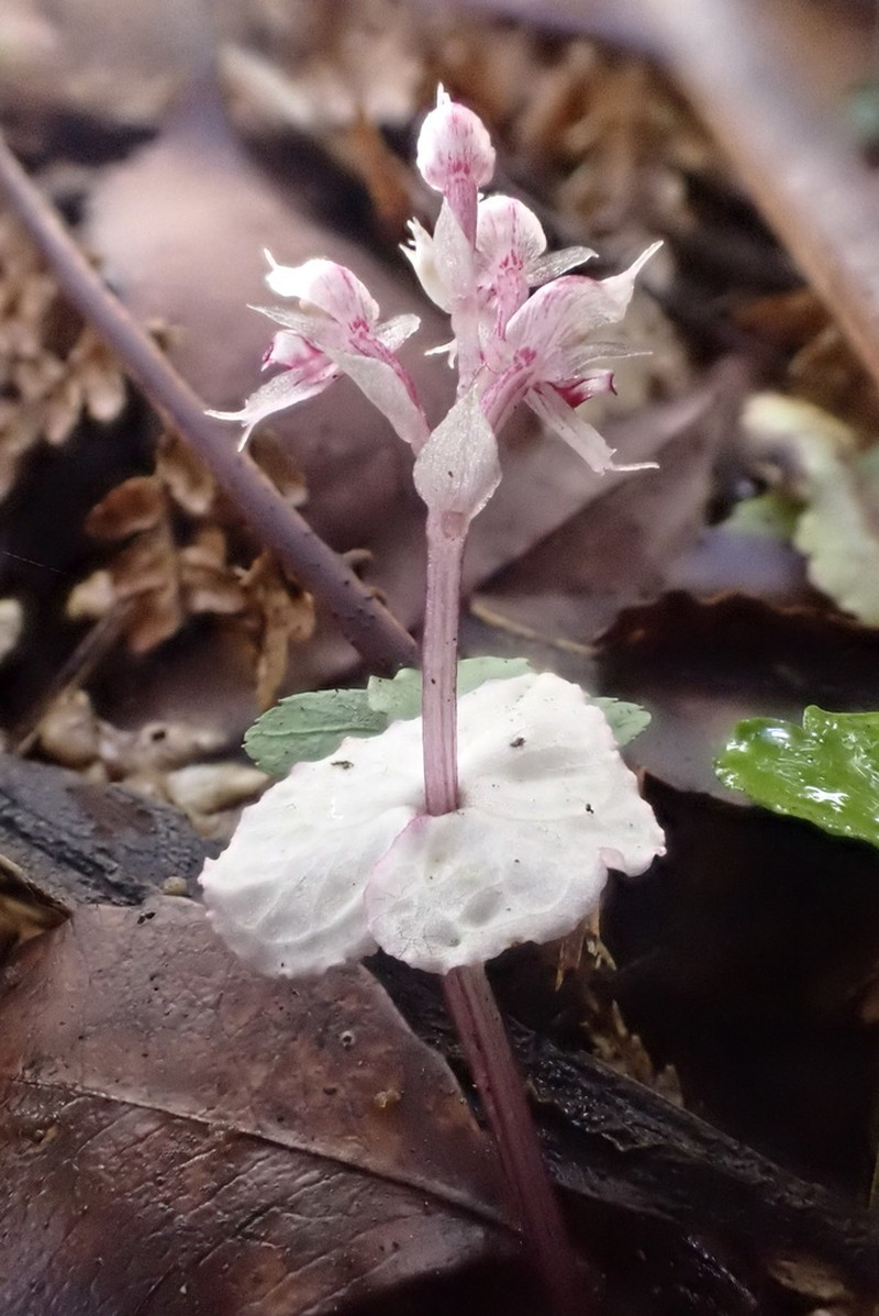Acianthus sinclairii photo 2
