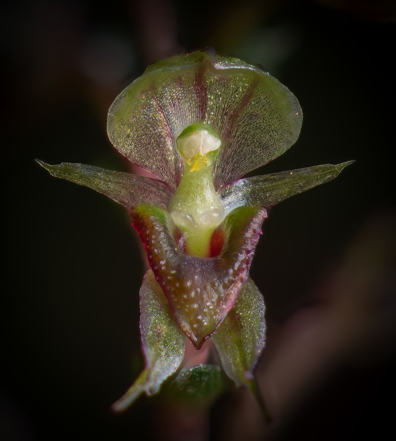 Acianthus sinclairii photo 3