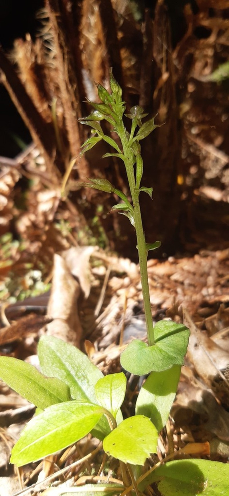 Acianthus sinclairii photo 4