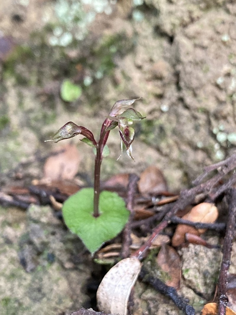 Acianthus sinclairii photo 5