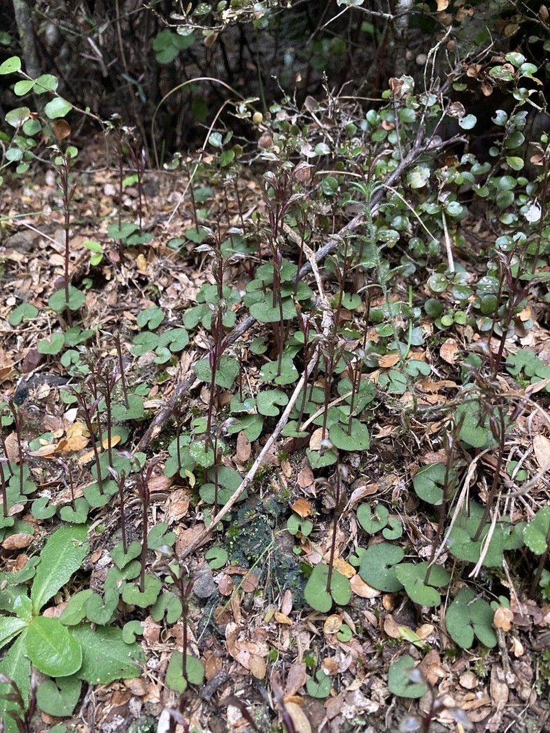 Acianthus sinclairii photo 6