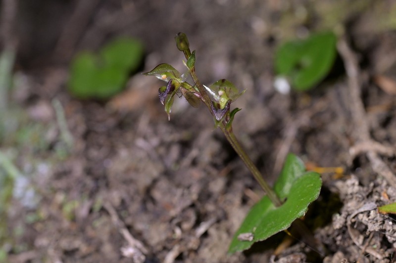 Acianthus sinclairii photo 7