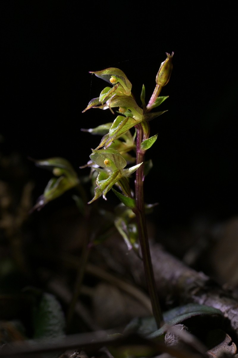 Acianthus sinclairii photo 8
