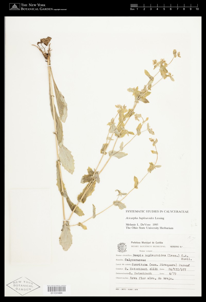 Acicarpha bupleuroides