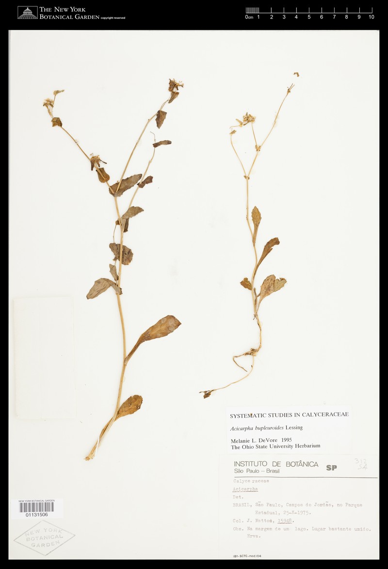 Acicarpha bupleuroides photo 2