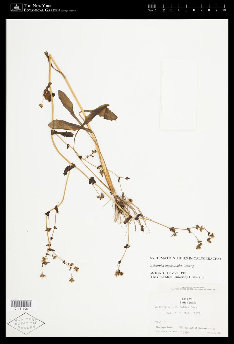 Acicarpha bupleuroides photo 3