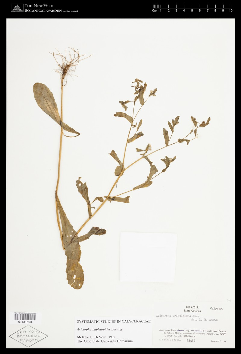 Acicarpha bupleuroides photo 4