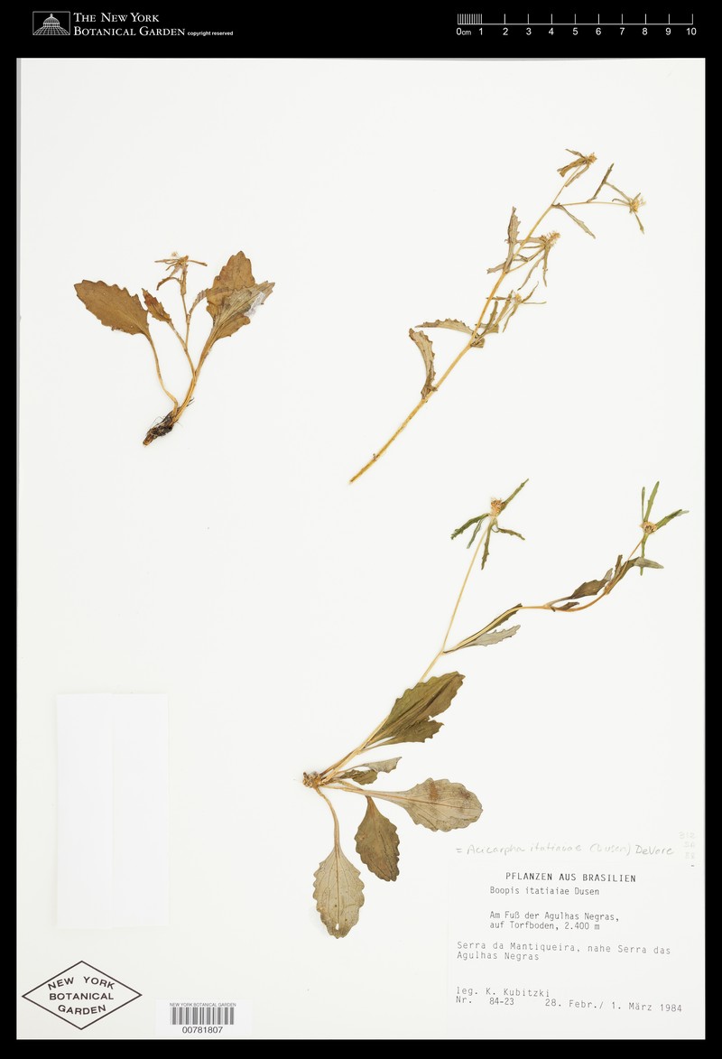 Acicarpha itatiaiae
