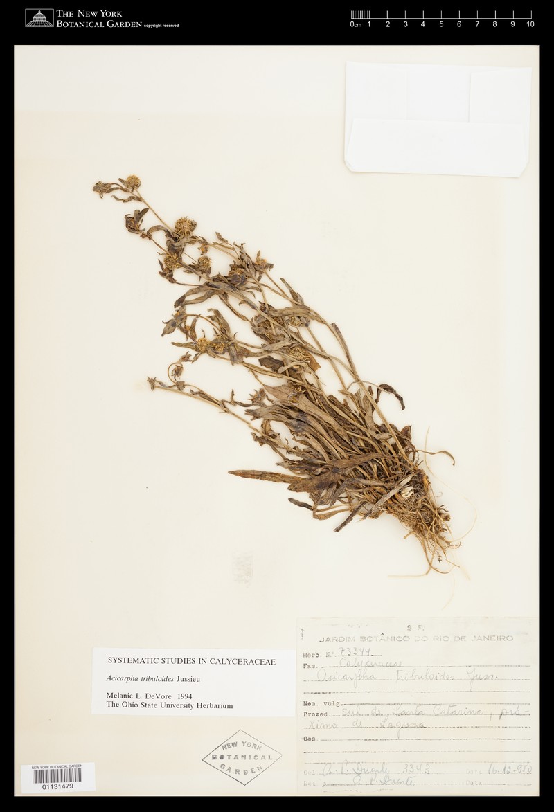 Acicarpha itatiaiae photo 2