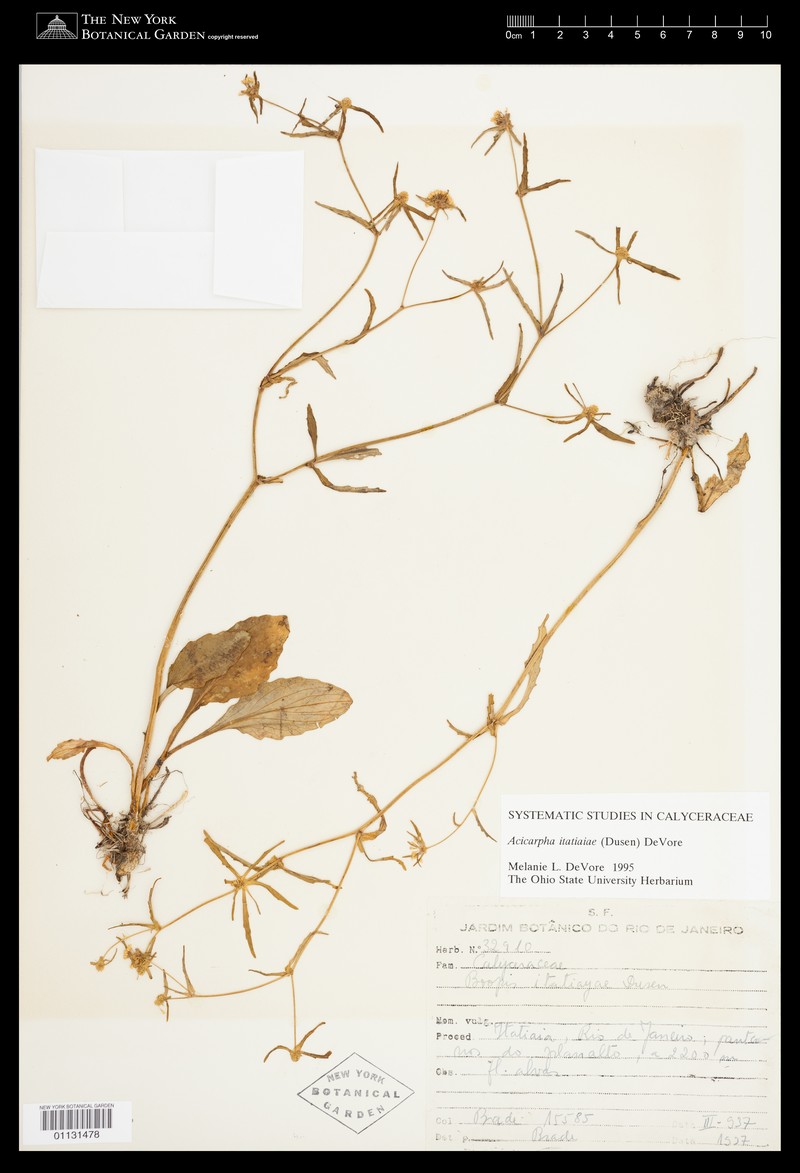 Acicarpha itatiaiae photo 3