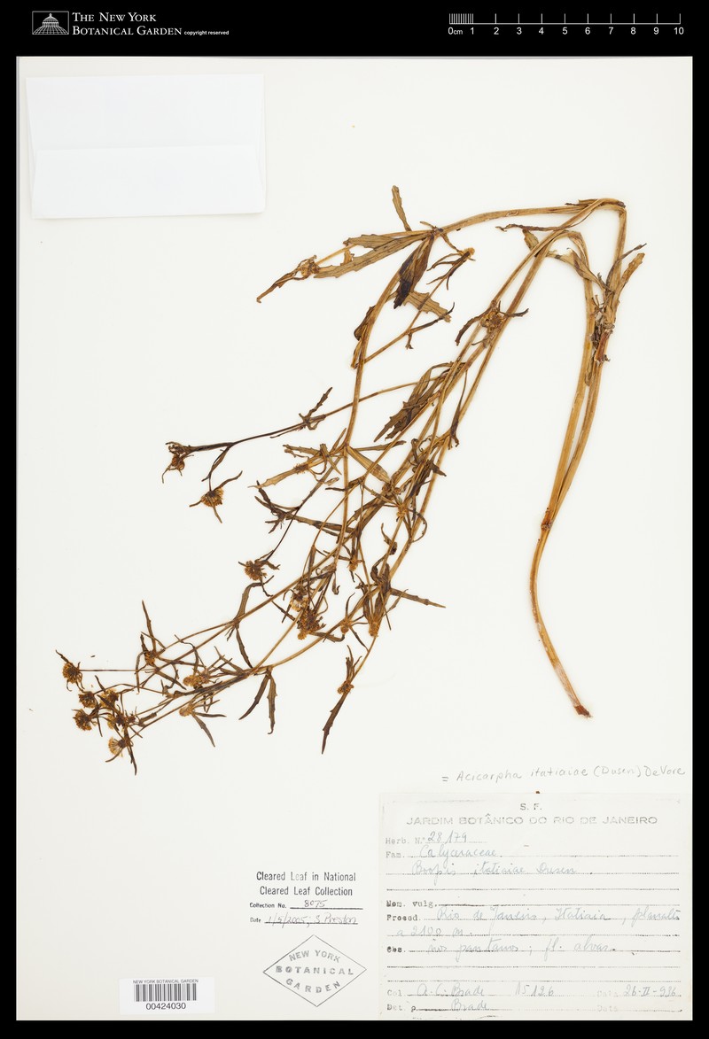Acicarpha itatiaiae photo 4