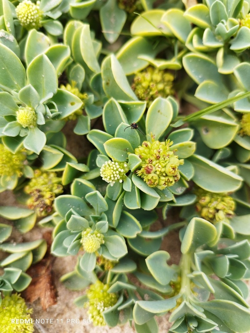 Acicarpha obtusisepala