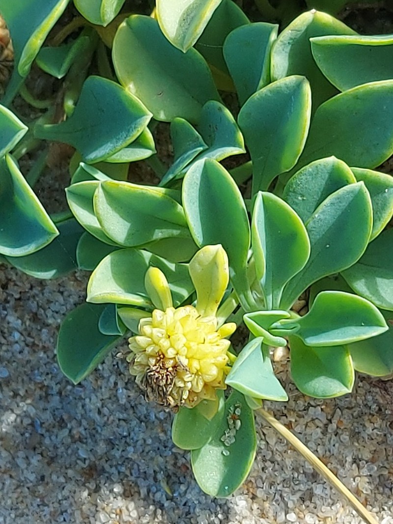 Acicarpha obtusisepala photo 2