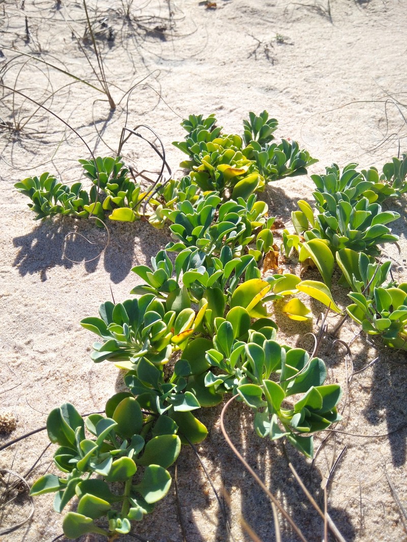 Acicarpha obtusisepala photo 4