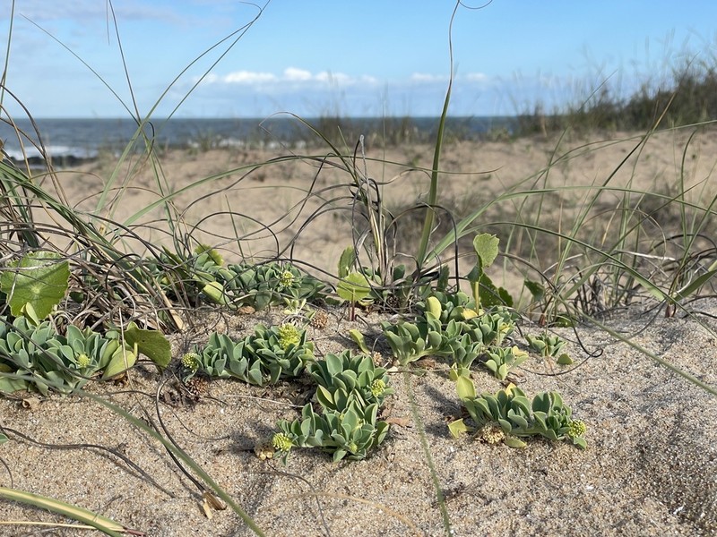 Acicarpha obtusisepala photo 5