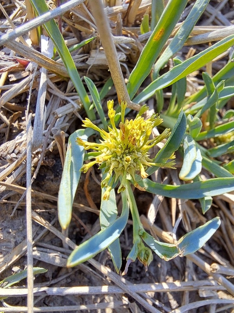 Acicarpha procumbens photo 2