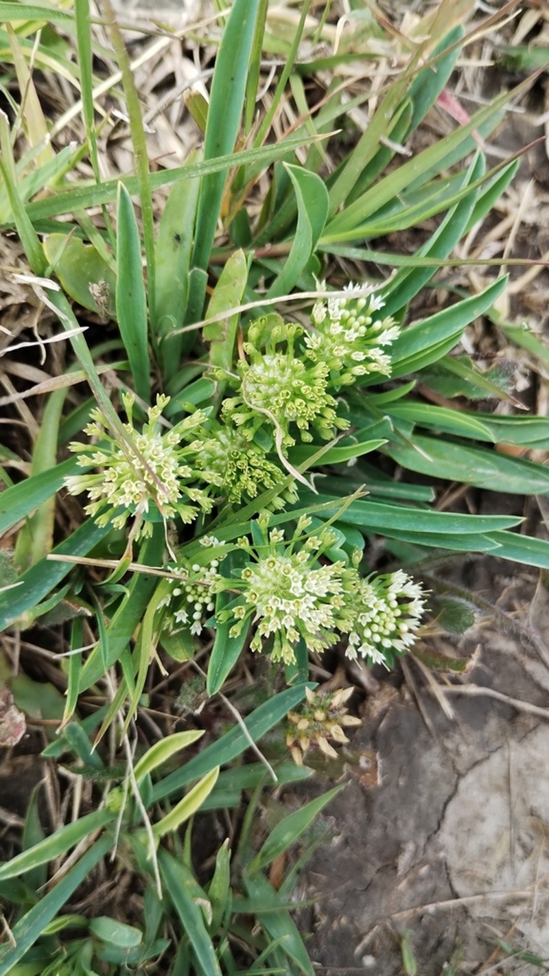 Acicarpha procumbens photo 3