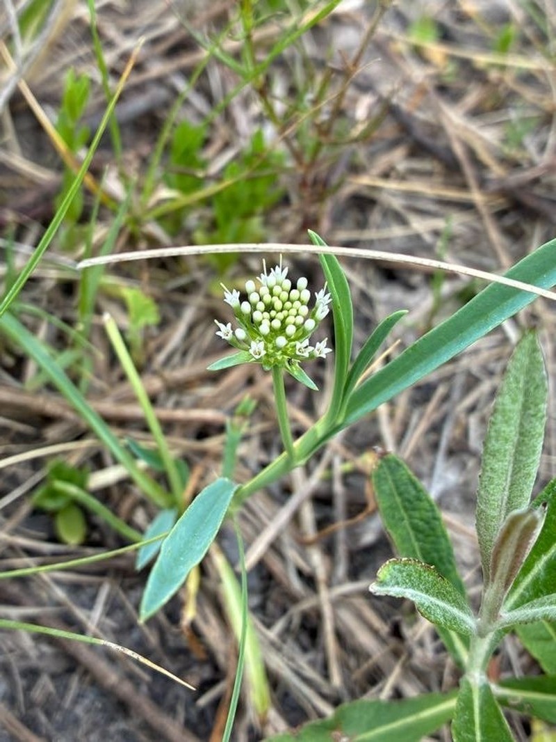 Acicarpha procumbens photo 4