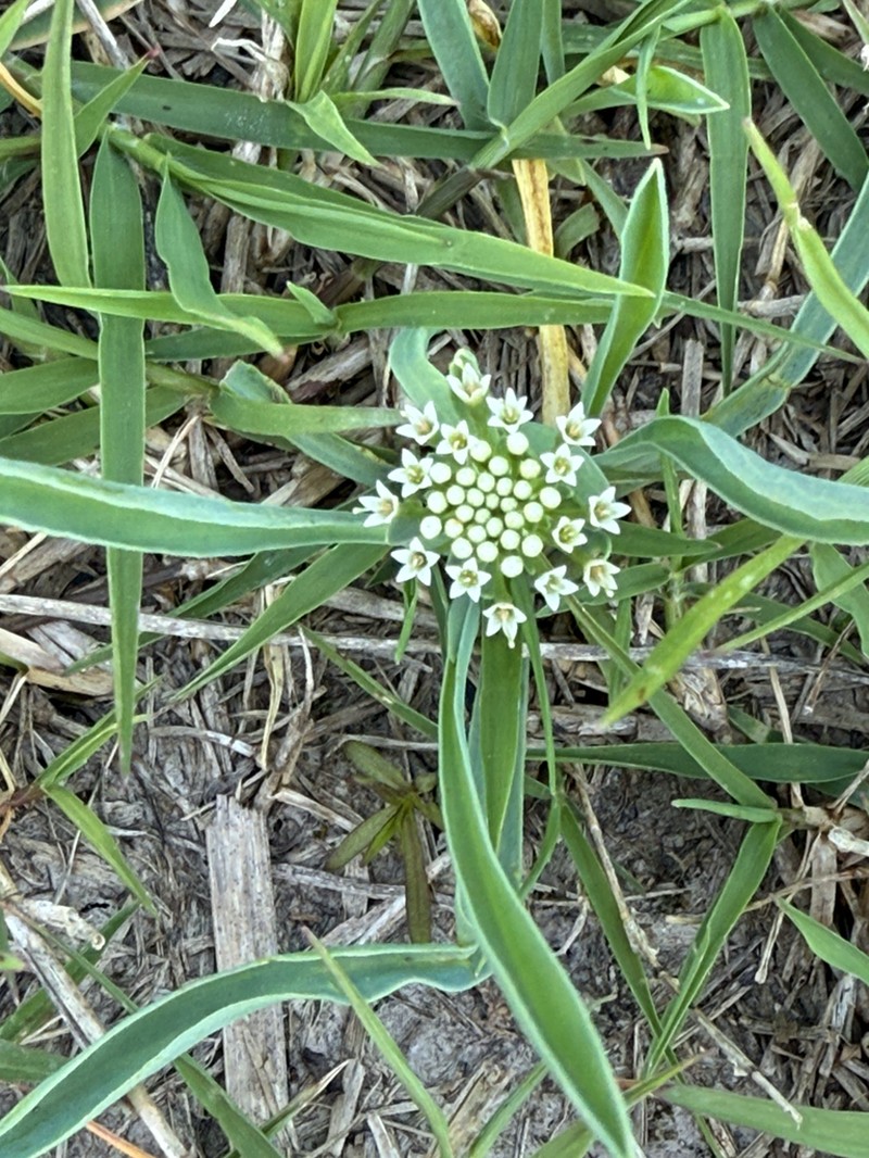 Acicarpha procumbens photo 5