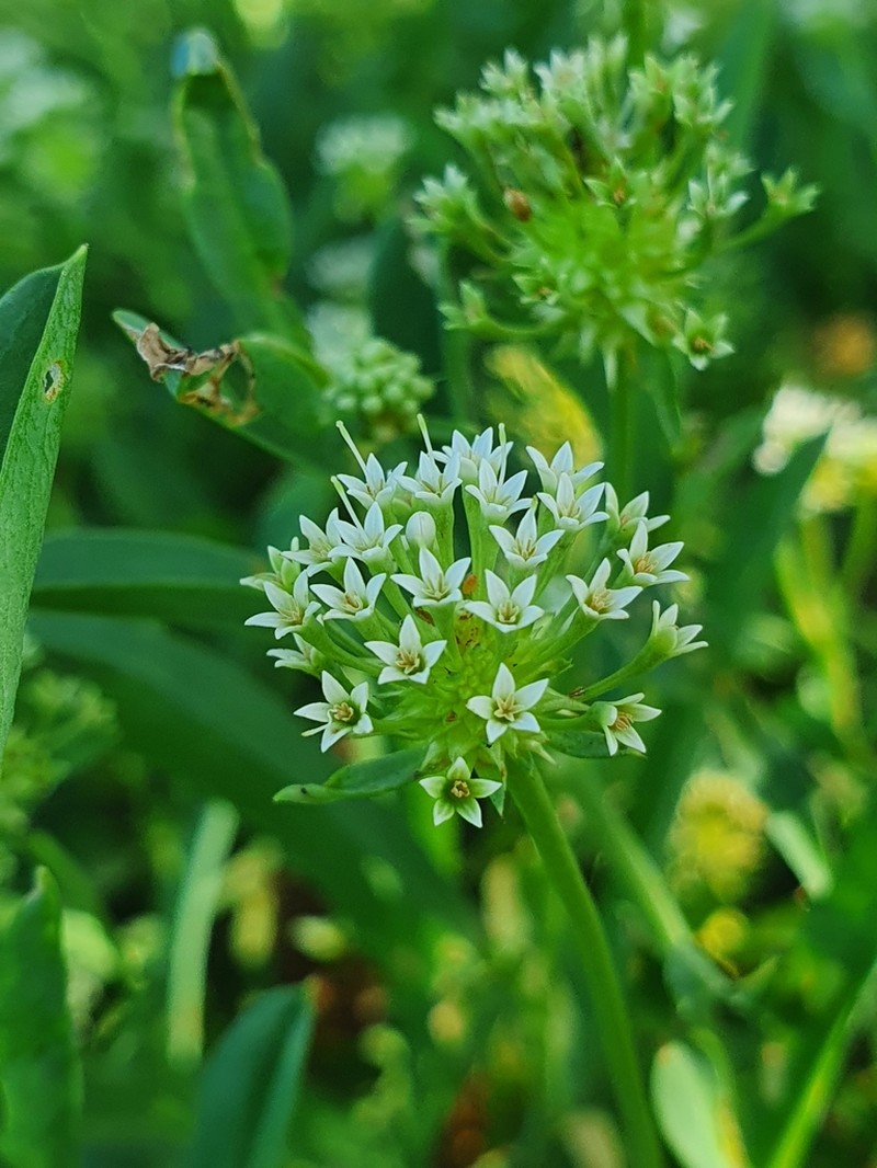 Acicarpha procumbens photo 7