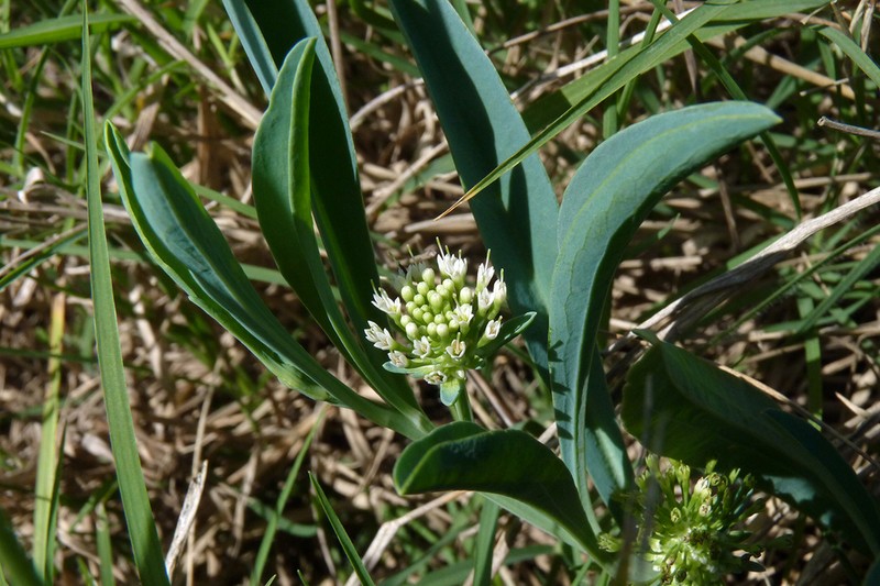 Acicarpha procumbens photo 8