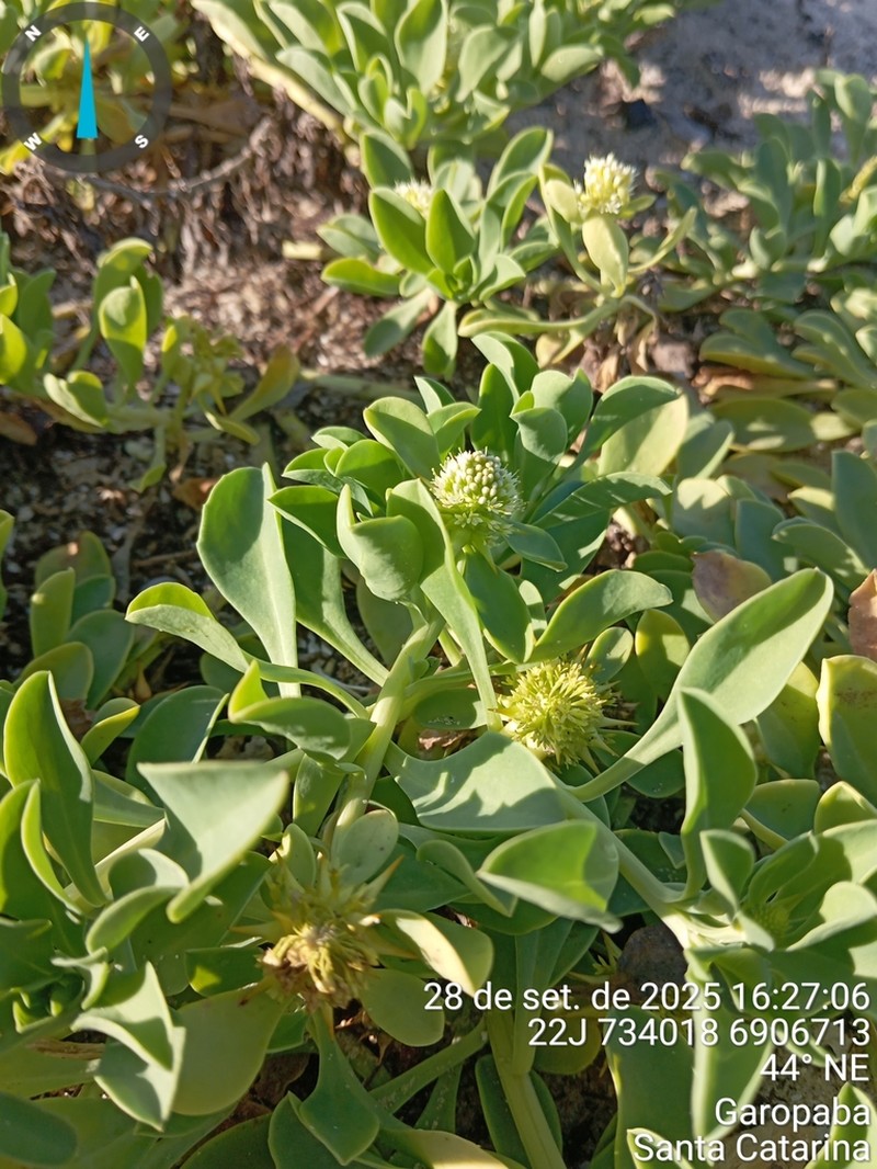 Acicarpha spathulata photo 2