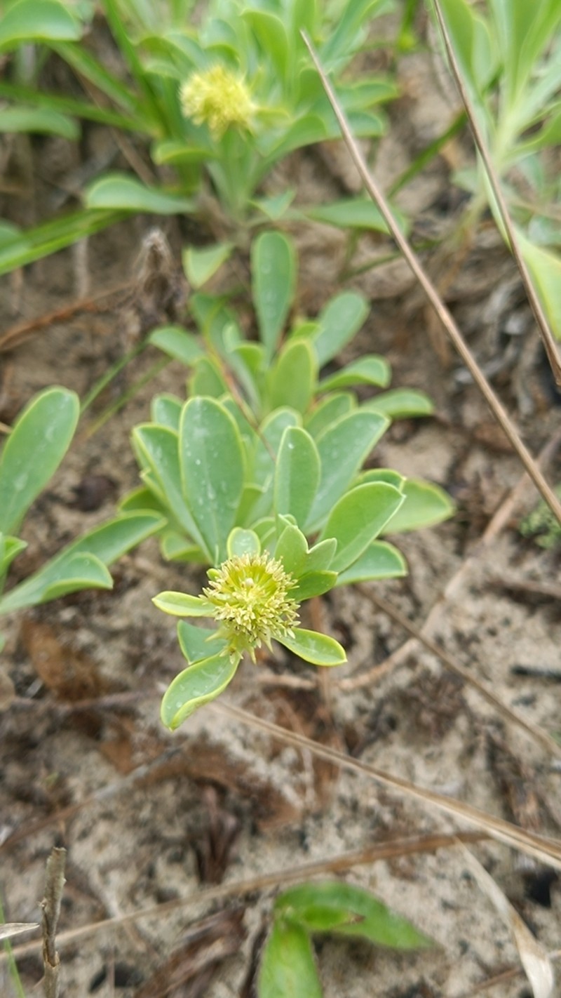 Acicarpha spathulata photo 3