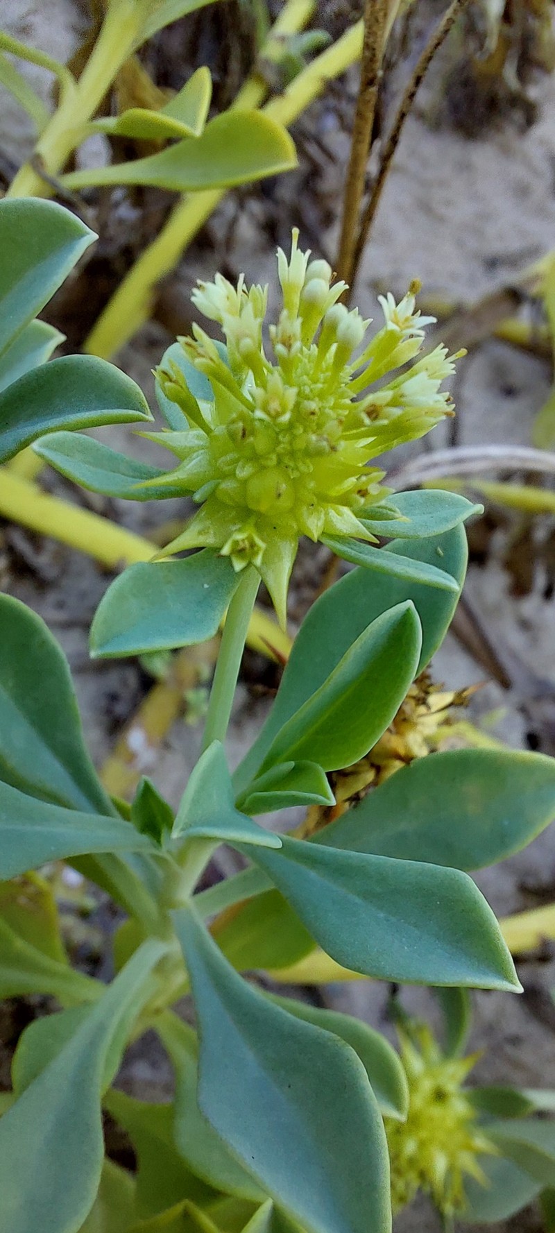 Acicarpha spathulata photo 4