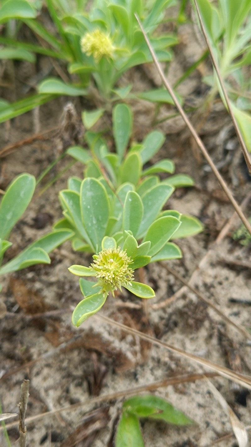 Acicarpha spathulata photo 5