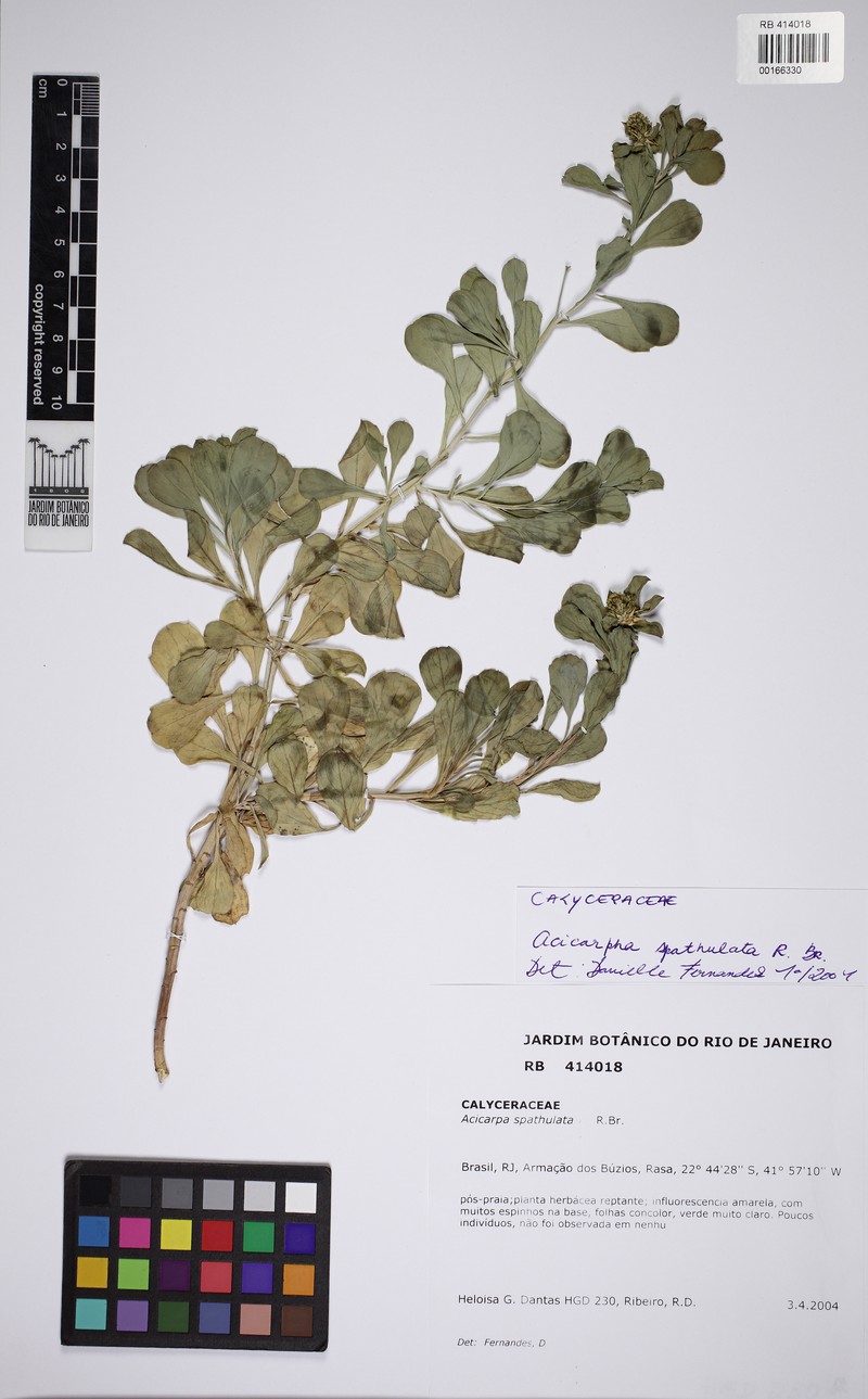 Acicarpha spathulata photo 7