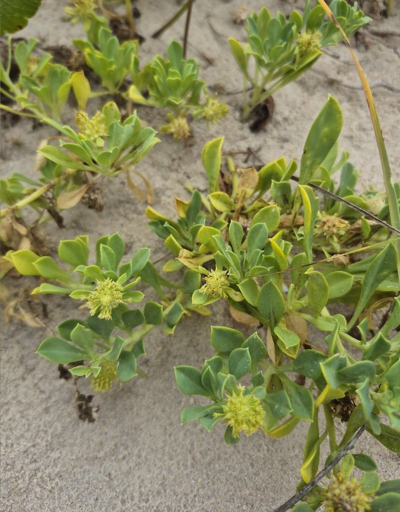 Acicarpha spathulata photo 8