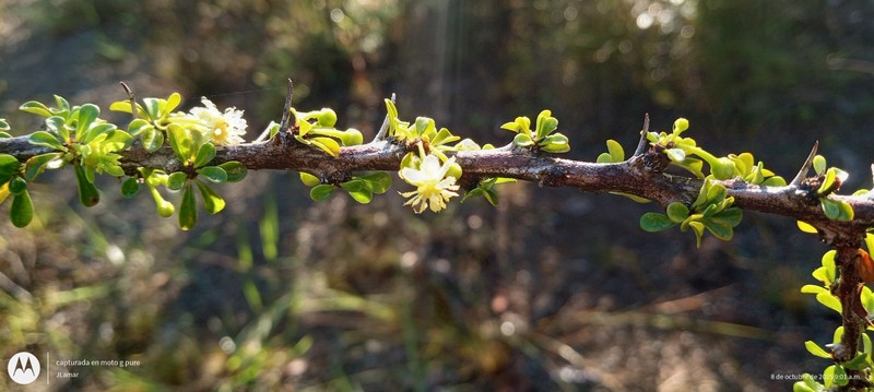 Acidocroton acunae photo 2