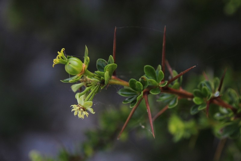 Acidocroton adelioides