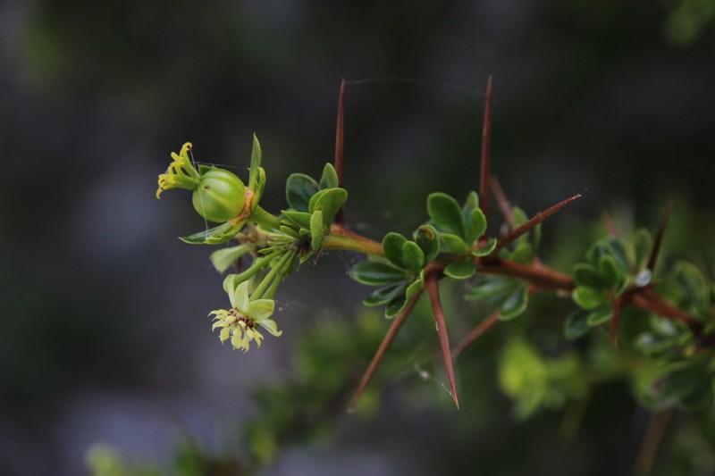 Acidocroton adelioides photo 2