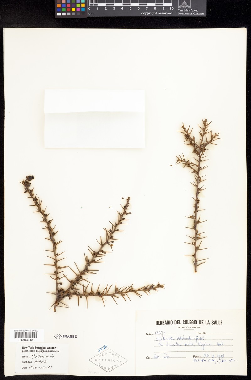 Acidocroton adelioides photo 3