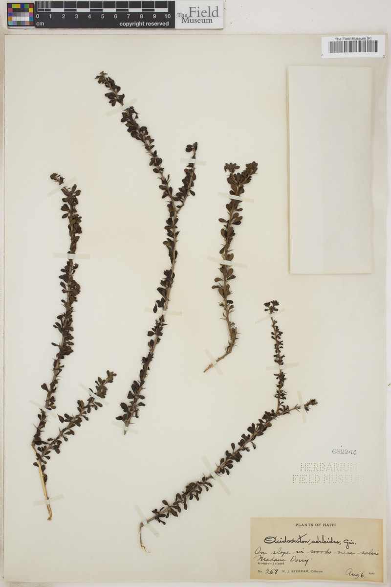 Acidocroton adelioides photo 4