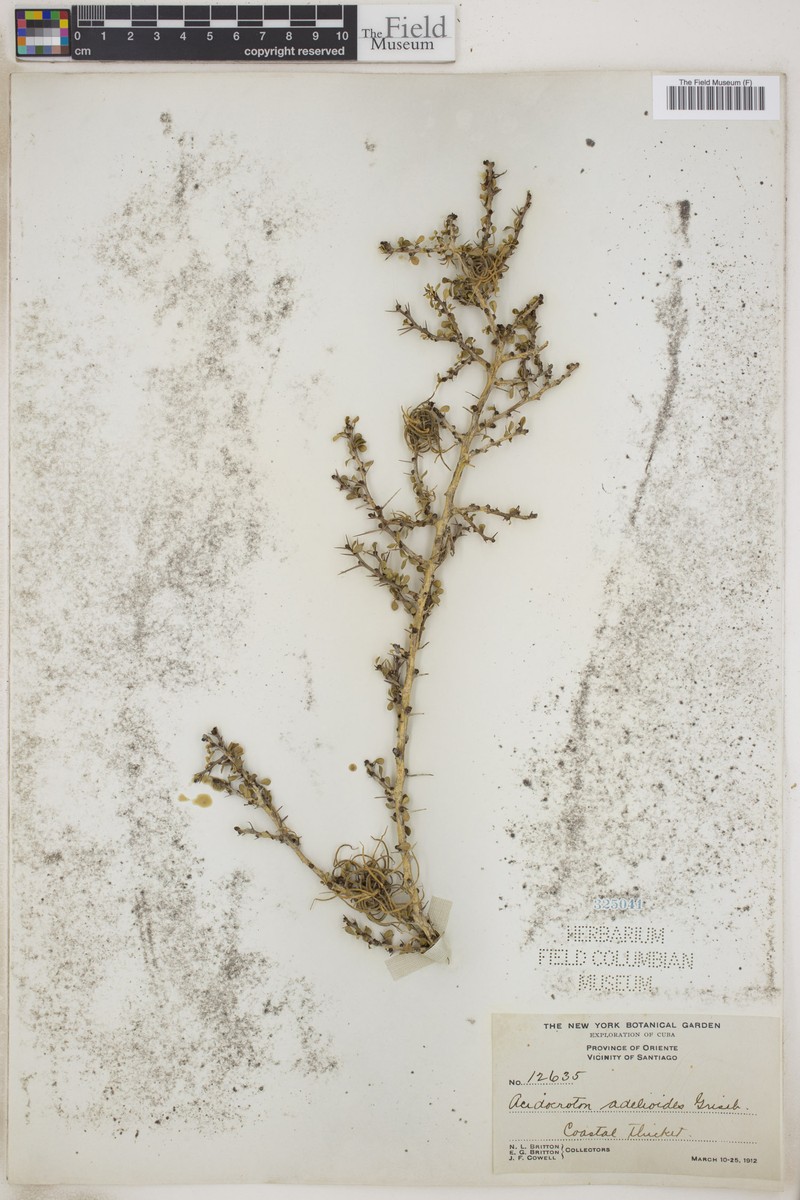 Acidocroton adelioides photo 5