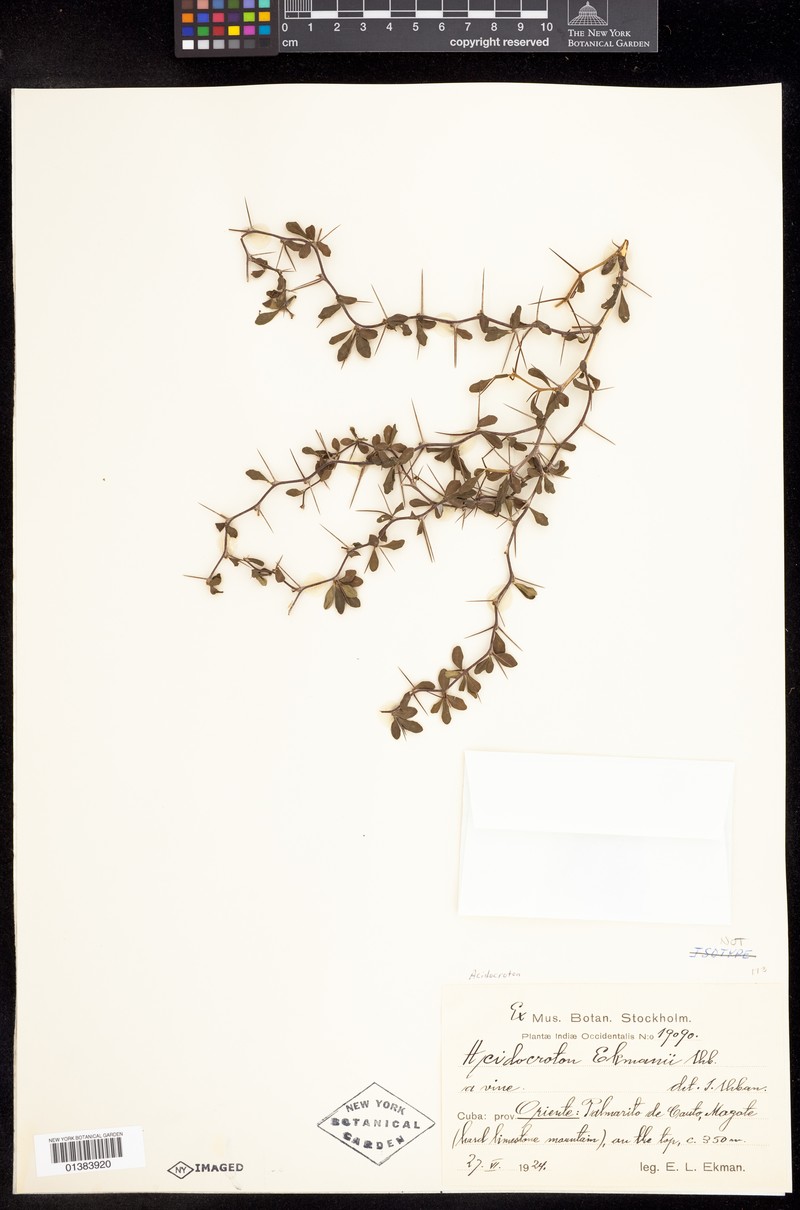 Acidocroton ekmanii