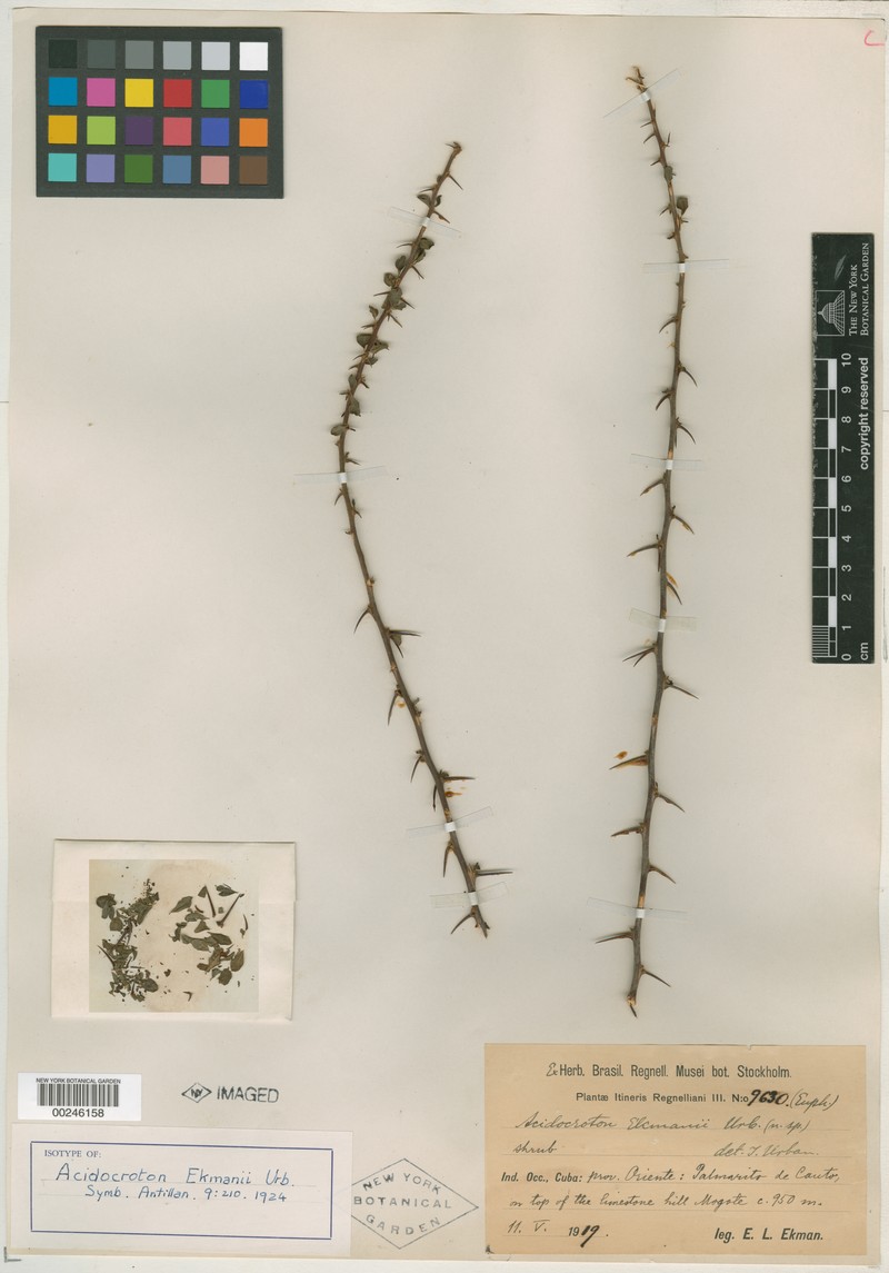 Acidocroton ekmanii photo 2