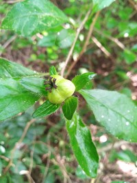 Acidocroton gentryi