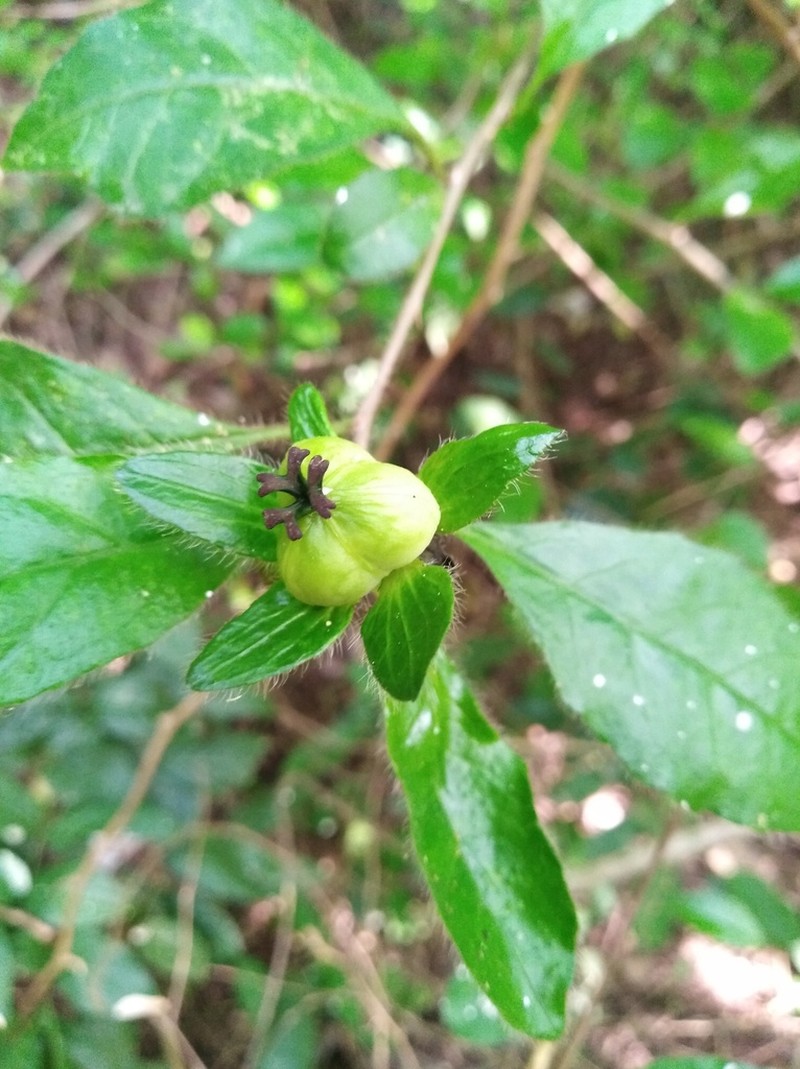 Acidocroton gentryi