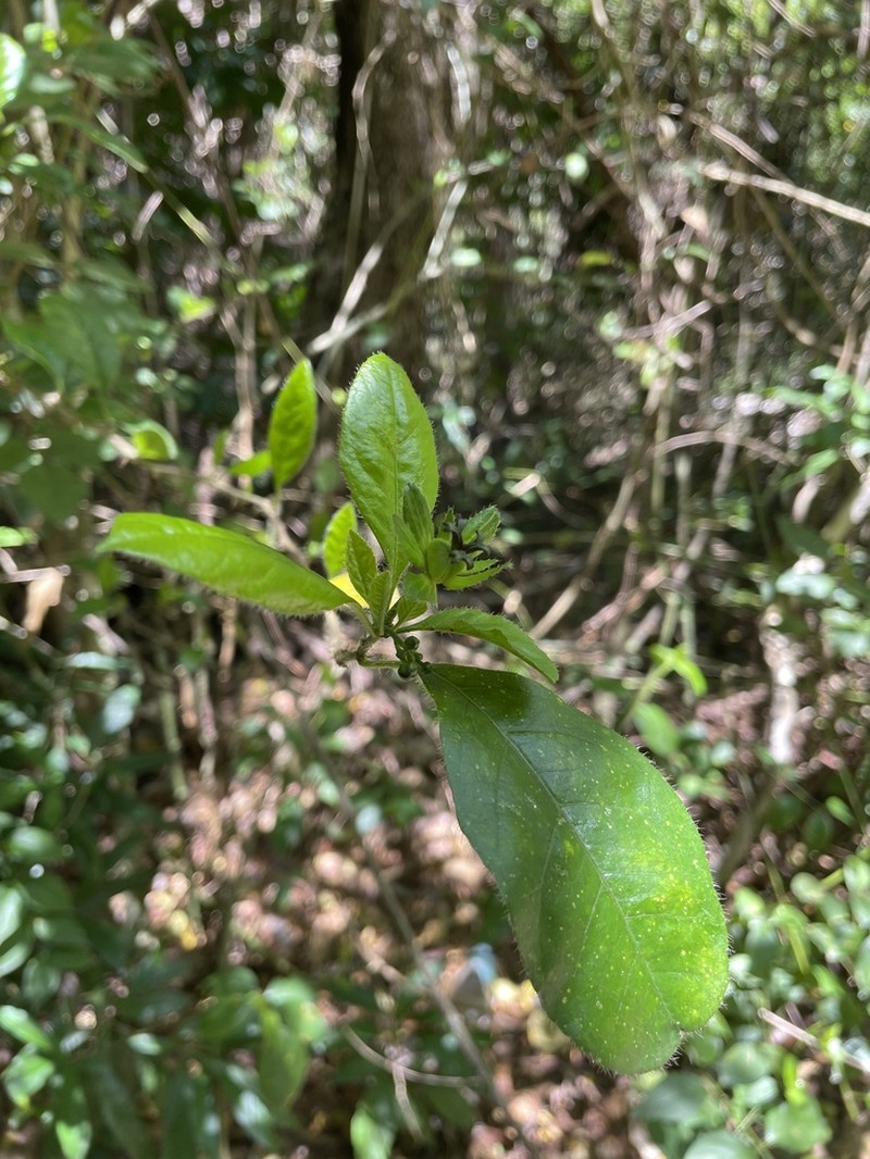 Acidocroton gentryi photo 2